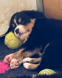 Cucciole pastore australiano