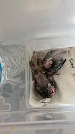 Pulli di cocorito e calopsita