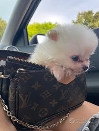 Spitz Pomerania mini