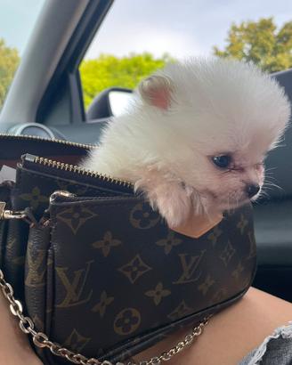 Spitz Pomerania mini