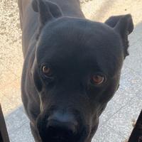 Adozione cane corso- pitbull 6 anni