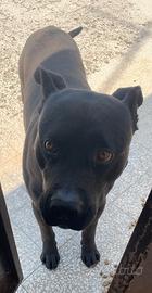 Adozione cane corso- pitbull 6 anni