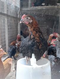 Coppia marans