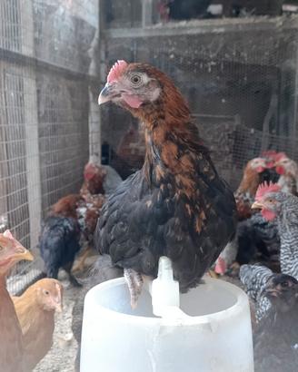 Coppia marans
