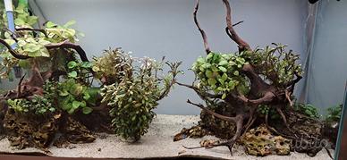 Acquario completo