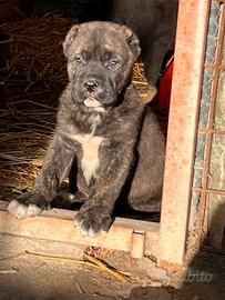 Pastore Asia centrale