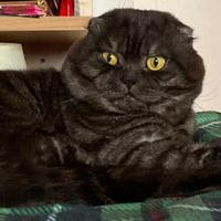 Scottish fold maschio pronto per montare