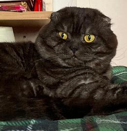 Scottish fold maschio pronto per montare