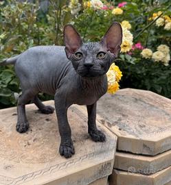 Sphynx