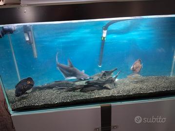 acquario 300l