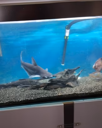 acquario 300l