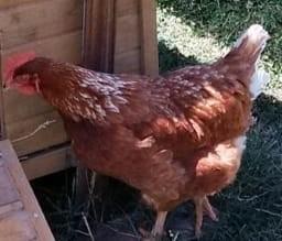 Galline ovaiole rosse