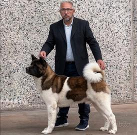 Akita americano