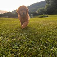 Cuccioli Golden Retriever 100%AMERICANI