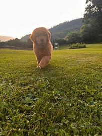 Cuccioli Golden Retriever 100%AMERICANI