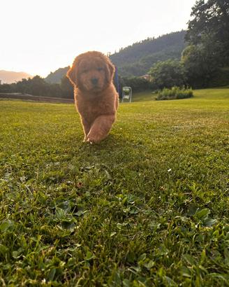 Cuccioli Golden Retriever 100%AMERICANI