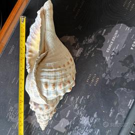 Charonia Tritonis 25 Cm Circa