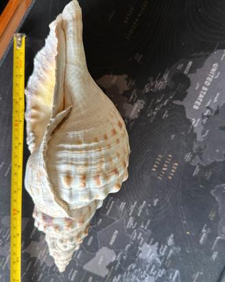 Charonia Tritonis 25 Cm Circa