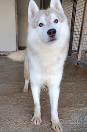 Siberian husky adulti