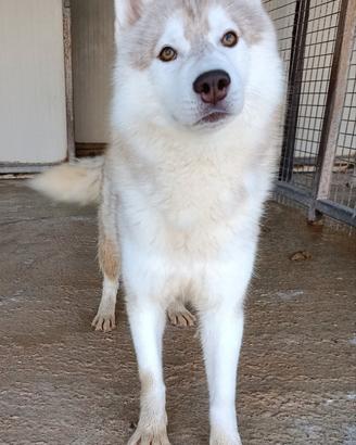 Siberian husky adulti