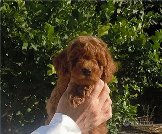 Cuccioli di Barboncino Toy e mini toy