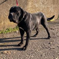Femmina adulta cane corso