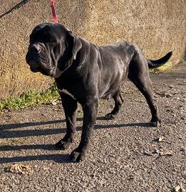 Femmina adulta cane corso