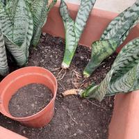 Sanseveria zeylanica