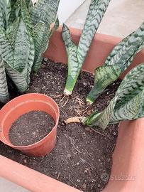 Sanseveria zeylanica
