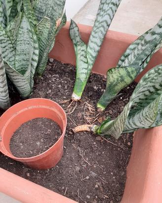 Sanseveria zeylanica