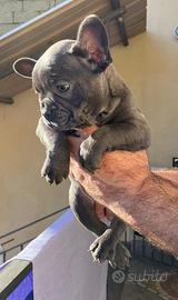 Bulldog francese cuccioli