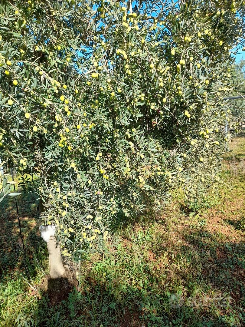 Terreno agricolo - Vista 4