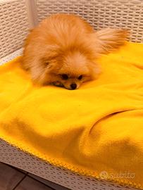 Spiz di pomeridiana femmina 1.8kg