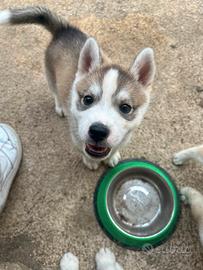 Cane husky di razza
