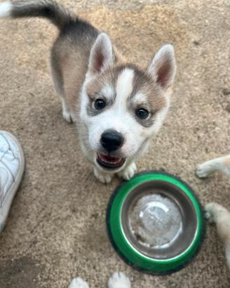 Cane husky di razza