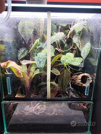 Terrario Lepidodactylus lugubris 