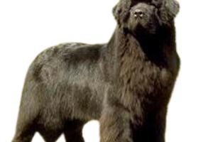 Toelettatura per Animali