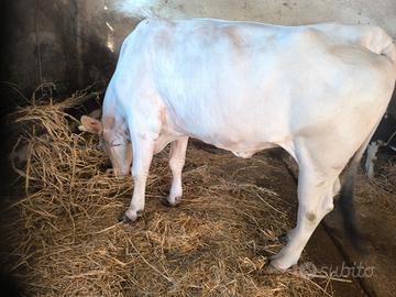 Vacca chianina gravida
