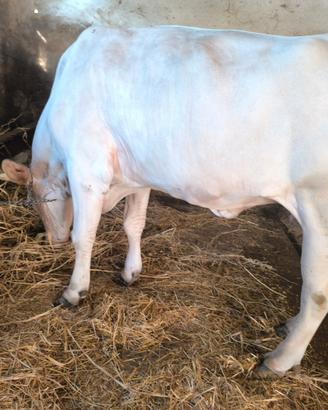 Vacca chianina gravida