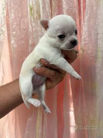 Cucciola chihuahua pedigree enci pelo corto