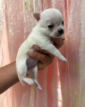 Cucciola chihuahua pedigree enci pelo corto