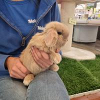 Coniglio ariete Minilop