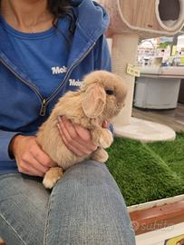 Coniglio ariete Minilop