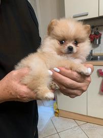 Volpini nani di Pomerania