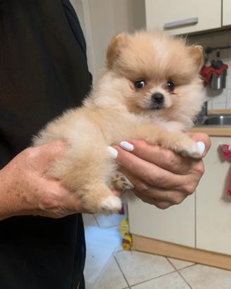 Volpini nani di Pomerania
