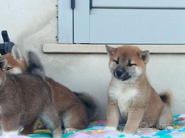Shiba inu