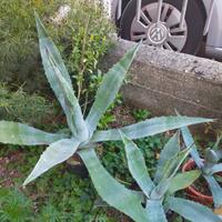 piante fico d India,agave,oleandri melograno,grass