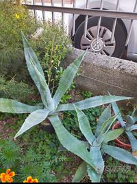 piante fico d India,agave,oleandri melograno,grass