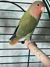 Inseparabile maschio