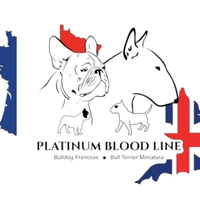 Bull terrier miniatura